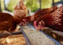 Chickens eating feed